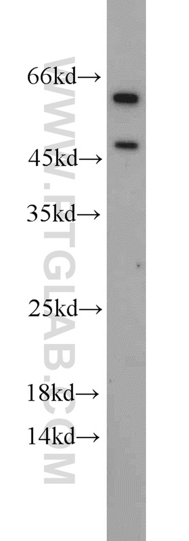 BRN2 Antibody in Western Blot (WB)