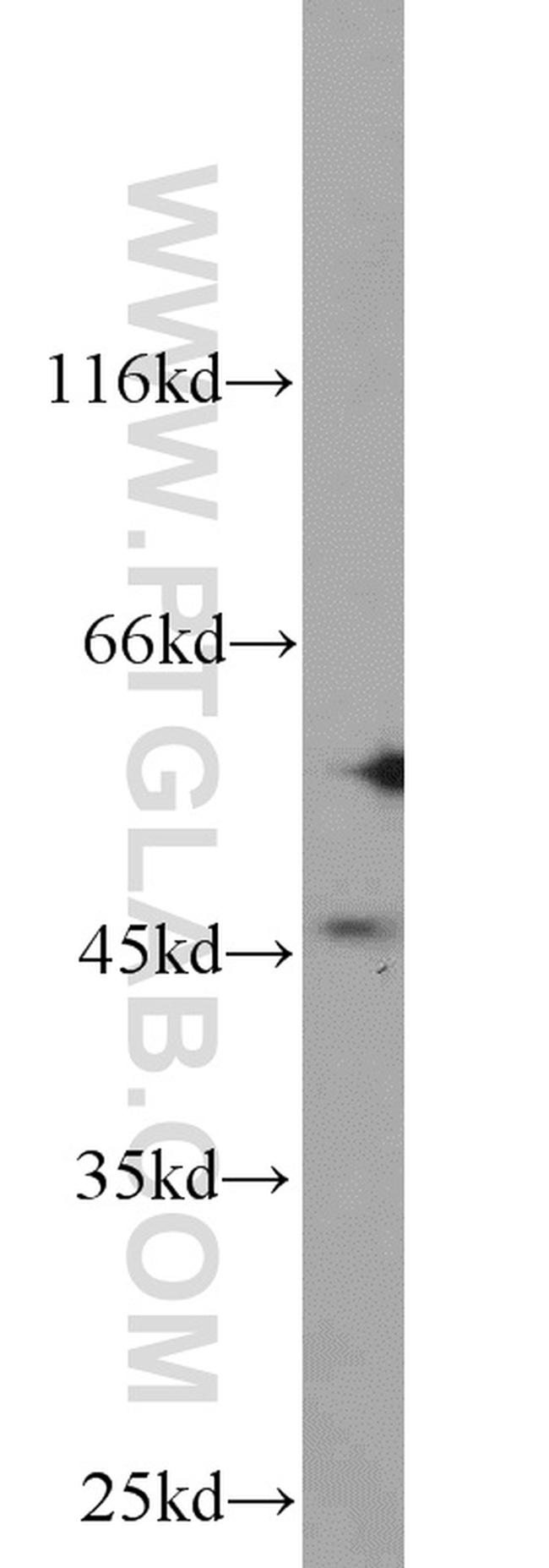 BRN2 Antibody in Western Blot (WB)