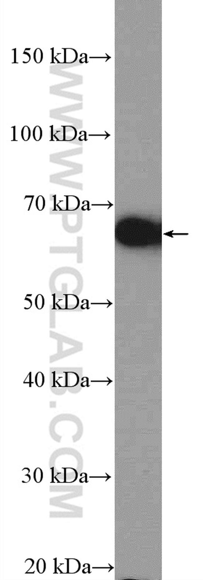 POU3F3 Antibody in Western Blot (WB)