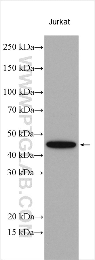 VEGF Antibody in Western Blot (WB)