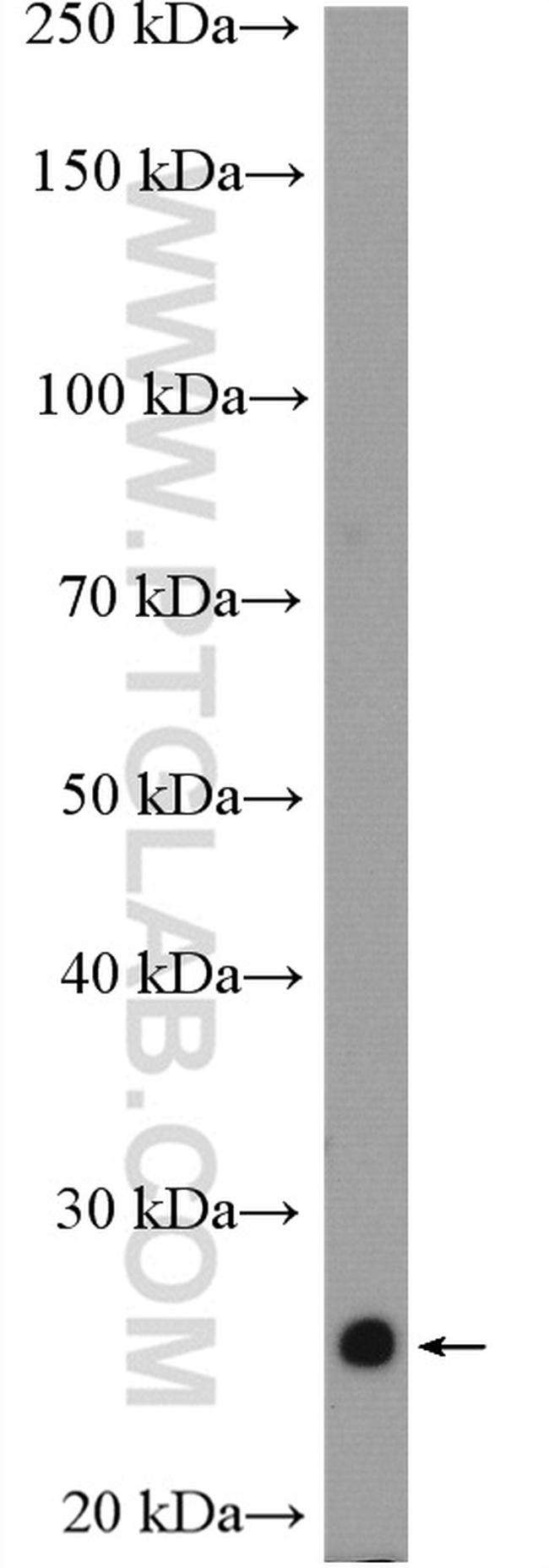 VEGF Antibody in Western Blot (WB)