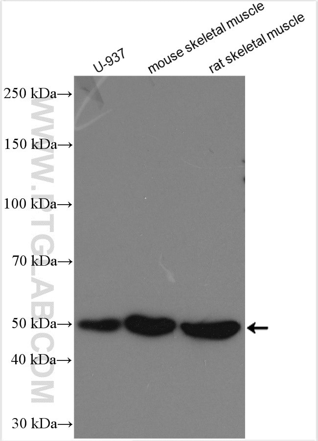 DPP7 Antibody in Western Blot (WB)