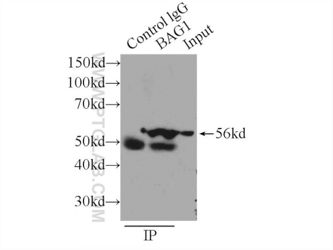 BAG1 Antibody in Immunoprecipitation (IP)