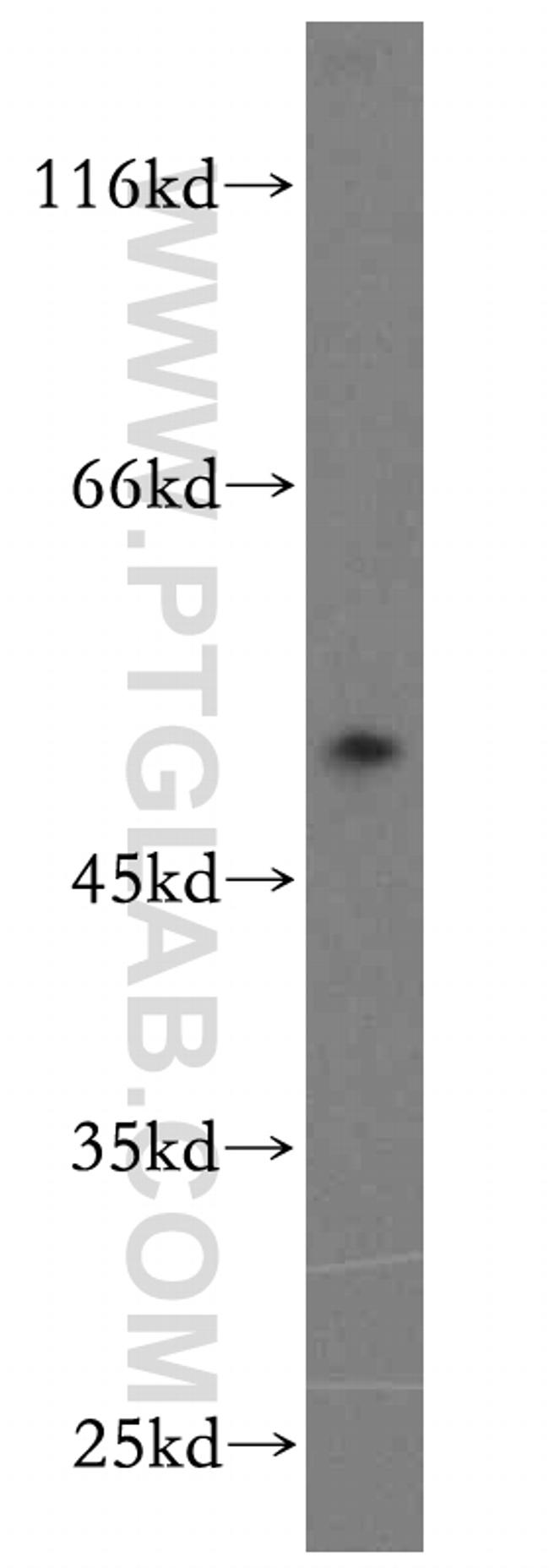 BAG1 Antibody in Western Blot (WB)