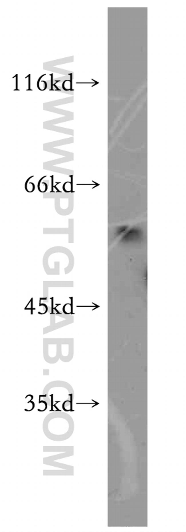 BAG1 Antibody in Western Blot (WB)