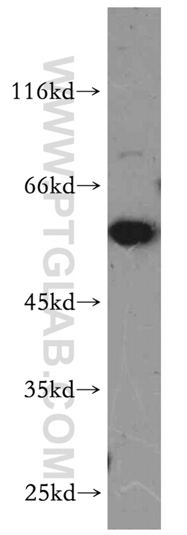 BAG1 Antibody in Western Blot (WB)