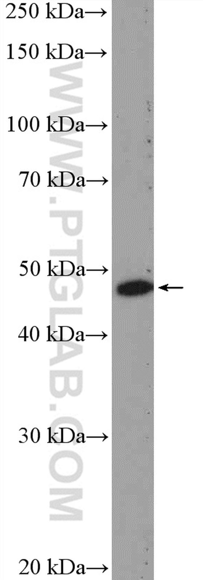 BAG1 Antibody in Western Blot (WB)