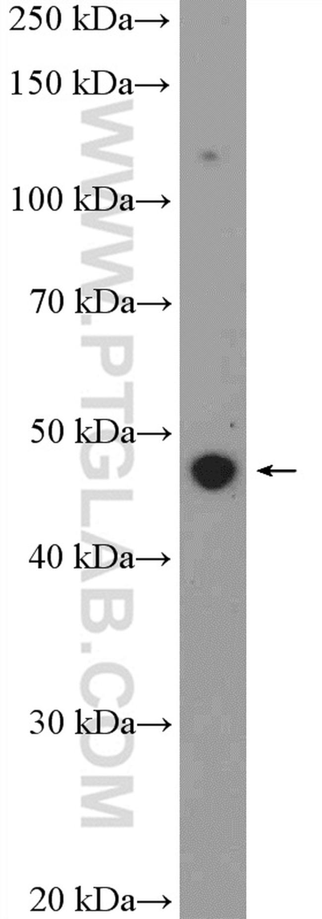 BAG1 Antibody in Western Blot (WB)