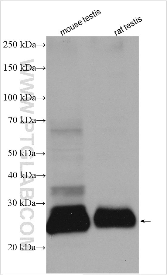 CRISP2 Antibody in Western Blot (WB)