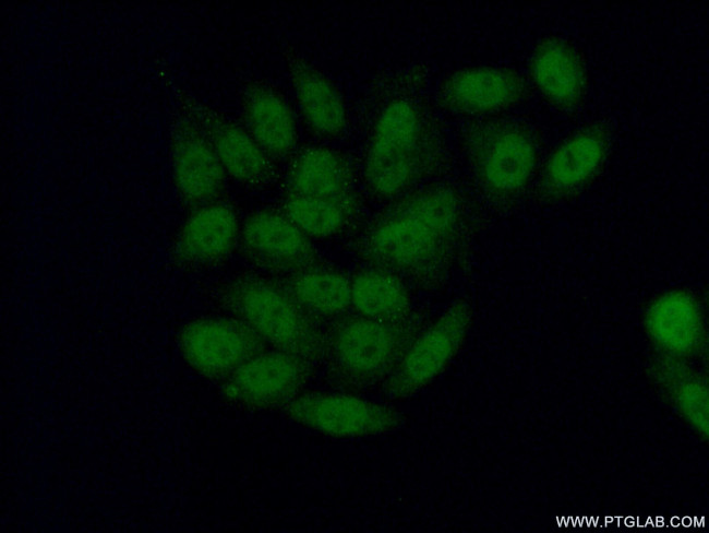 BRUNOL6 Antibody in Immunocytochemistry (ICC/IF)