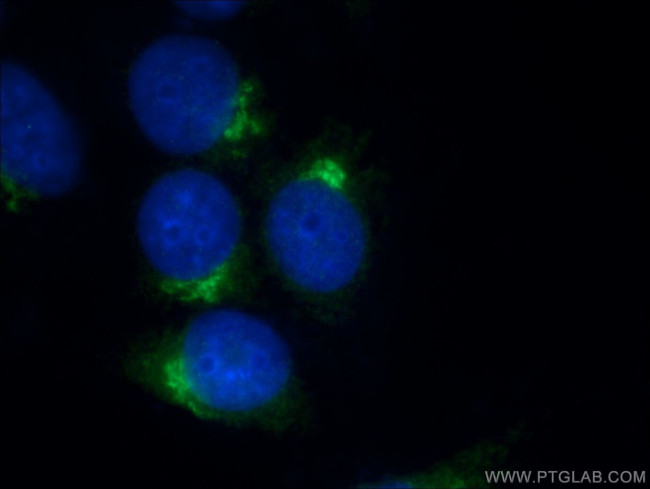 GOLPH3 Antibody in Immunocytochemistry (ICC/IF)