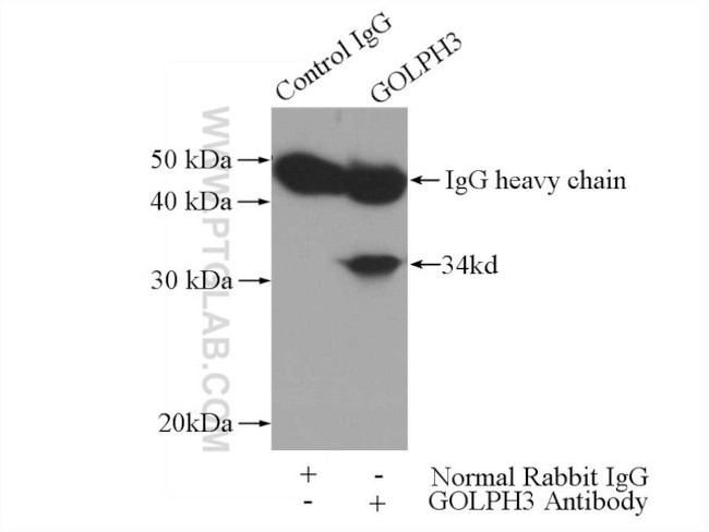 GOLPH3 Antibody in Immunoprecipitation (IP)