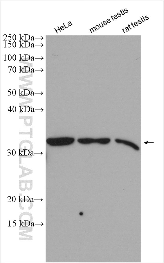 GOLPH3 Antibody in Western Blot (WB)