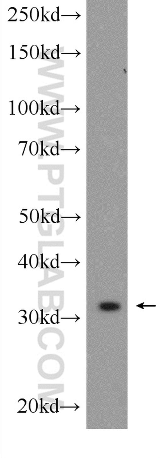 GOLPH3 Antibody in Western Blot (WB)