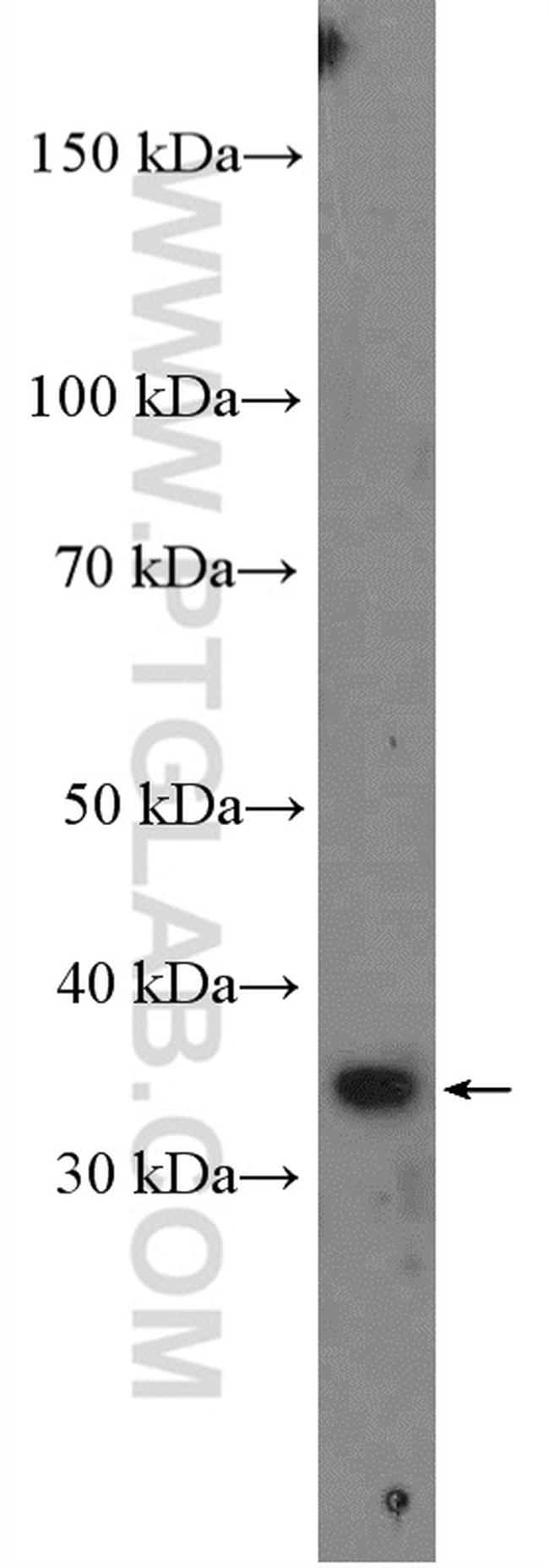 GOLPH3 Antibody in Western Blot (WB)