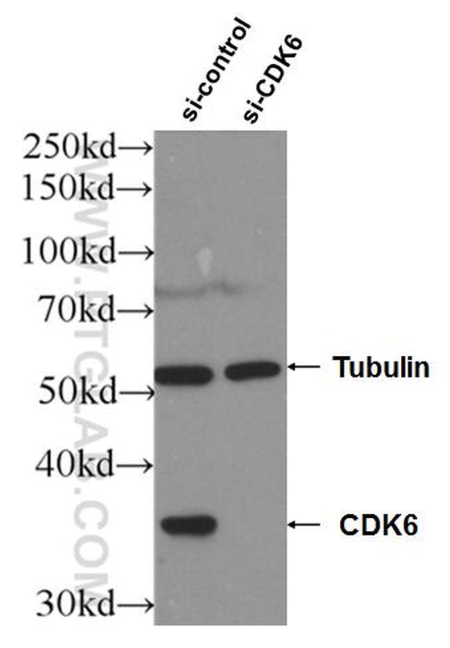 CDK6 Antibody in Western Blot (WB)