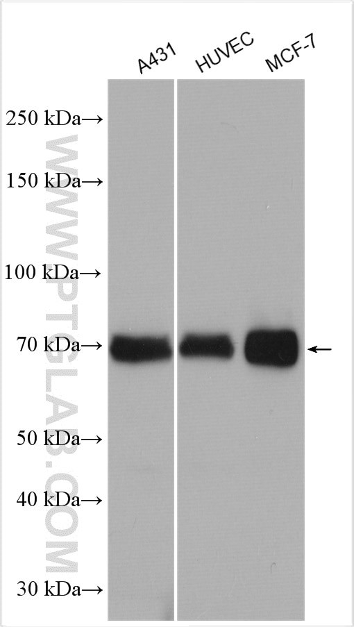 PKC delta Antibody in Western Blot (WB)