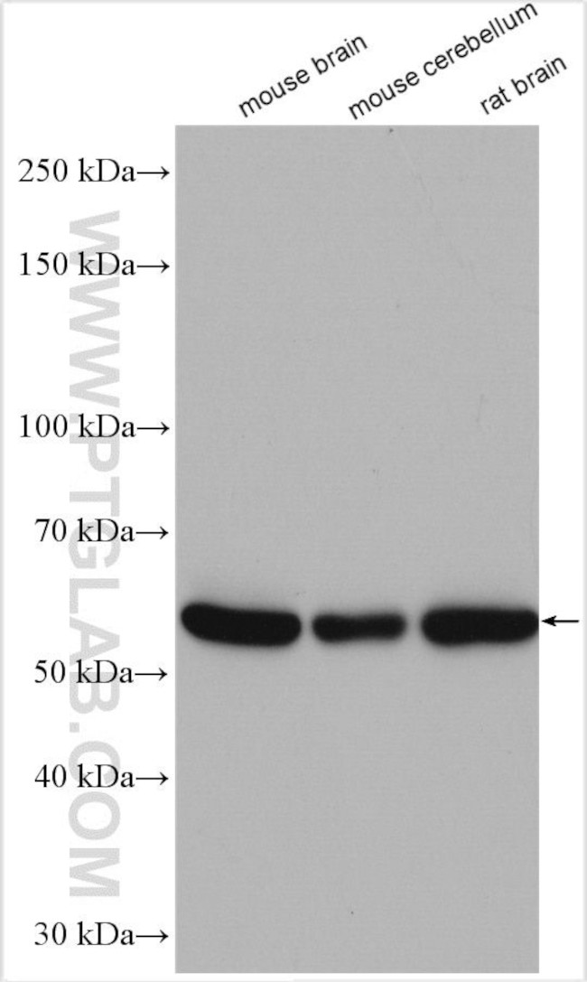 FAM20B Antibody in Western Blot (WB)