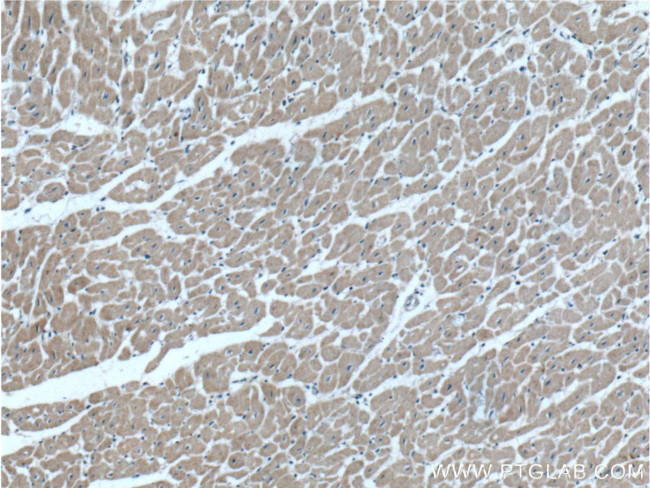 GDF8/Myostatin Antibody in Immunohistochemistry (Paraffin) (IHC (P))