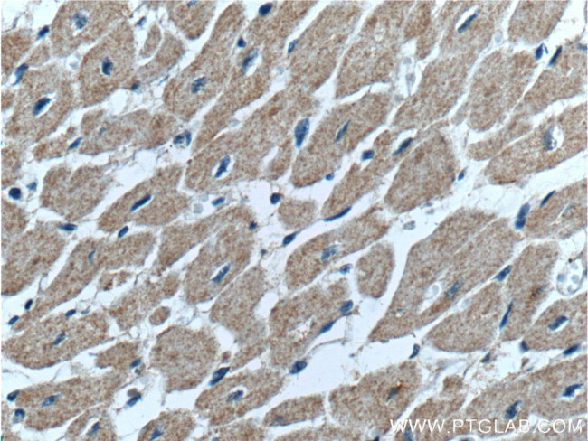 GDF8/Myostatin Antibody in Immunohistochemistry (Paraffin) (IHC (P))