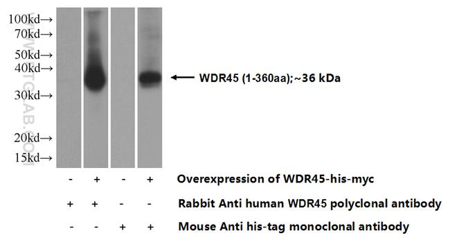 WDR45 Antibody in Western Blot (WB)