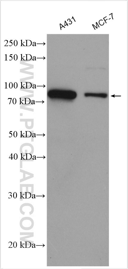 SKIL Antibody in Western Blot (WB)