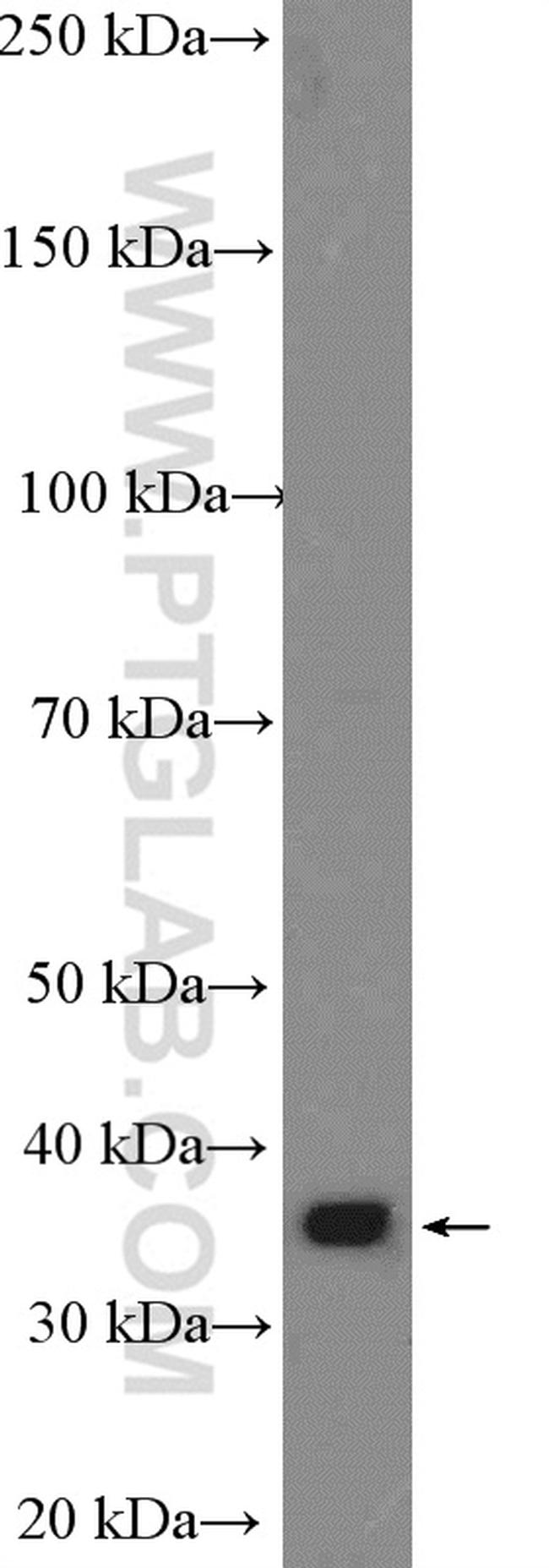 COSMC Antibody in Western Blot (WB)