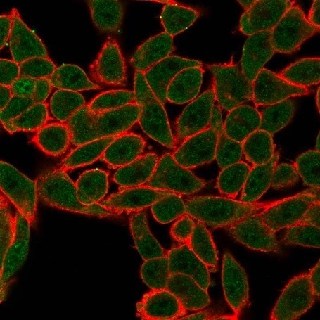 AGO3 (Argonaute-3)/eIF2C3 Antibody in Immunocytochemistry (ICC/IF)