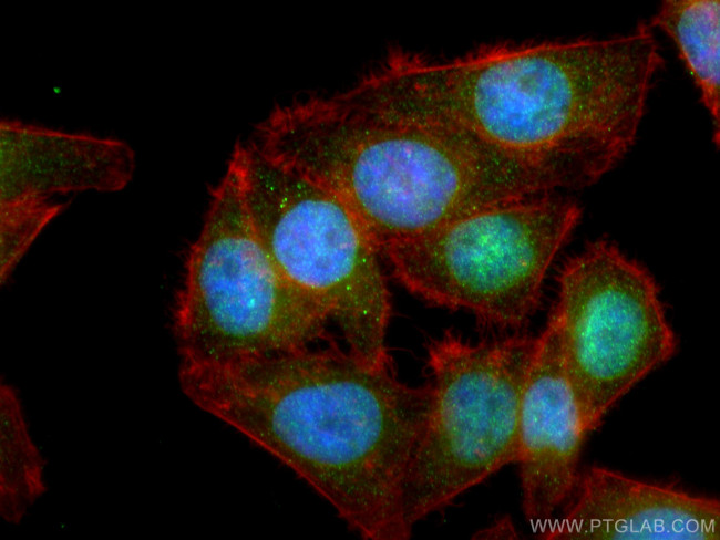 OAS2 Antibody in Immunocytochemistry (ICC/IF)