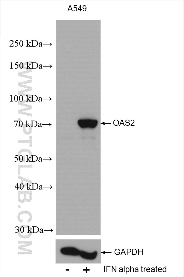 OAS2 Antibody in Western Blot (WB)