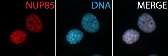 NUP85 Antibody in Immunocytochemistry (ICC/IF)