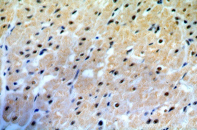 C19orf43 Antibody in Immunohistochemistry (Paraffin) (IHC (P))