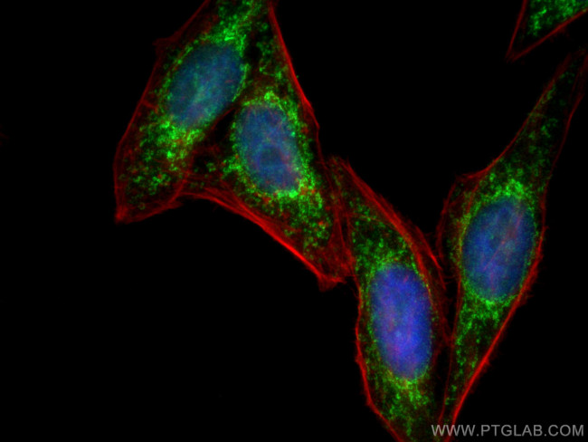 CHCHD2 Antibody in Immunocytochemistry (ICC/IF)