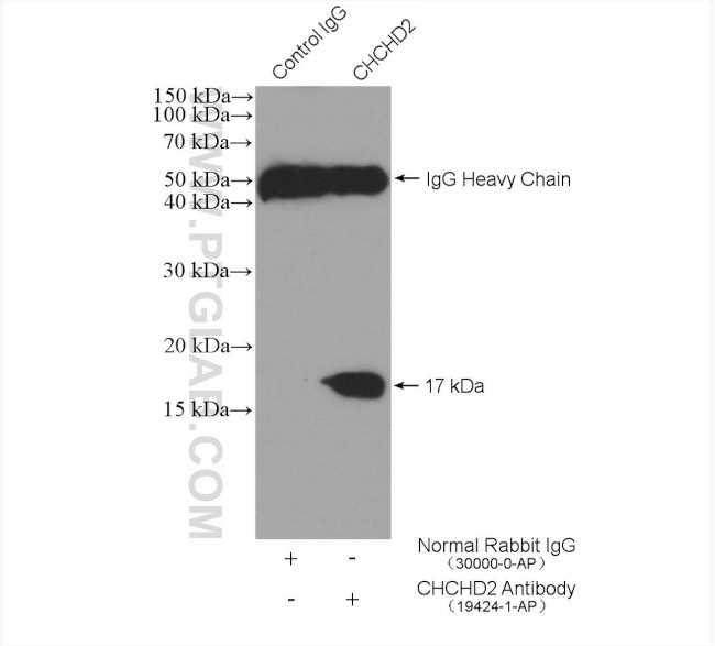 CHCHD2 Antibody in Immunoprecipitation (IP)