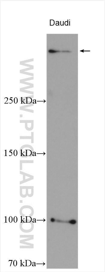 HUWE1 Antibody in Western Blot (WB)