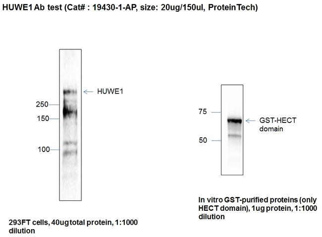 HUWE1 Antibody in Western Blot (WB)