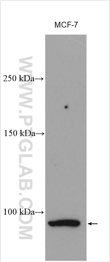 VLDLR Antibody in Western Blot (WB)