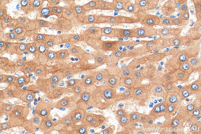 Aldehyde oxidase Antibody in Immunohistochemistry (Paraffin) (IHC (P))