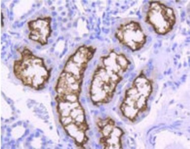 Angiotensin Converting Enzyme 2 (ACE2) Antibody in Immunohistochemistry (Paraffin) (IHC (P))