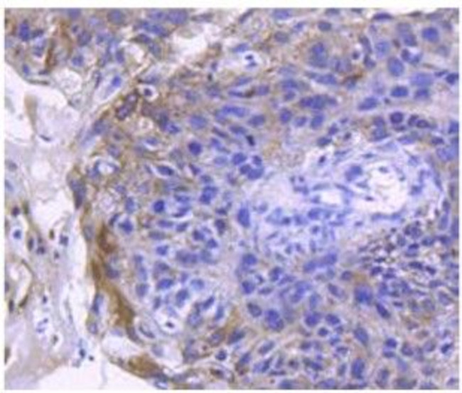 Angiotensin Converting Enzyme 2 (ACE2) Antibody in Immunohistochemistry (Paraffin) (IHC (P))