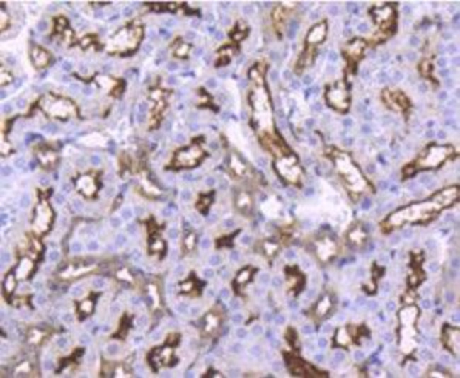 Angiotensin Converting Enzyme 2 (ACE2) Antibody in Immunohistochemistry (Paraffin) (IHC (P))