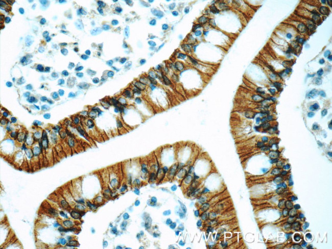 NPFFR2 Antibody in Immunohistochemistry (Paraffin) (IHC (P))