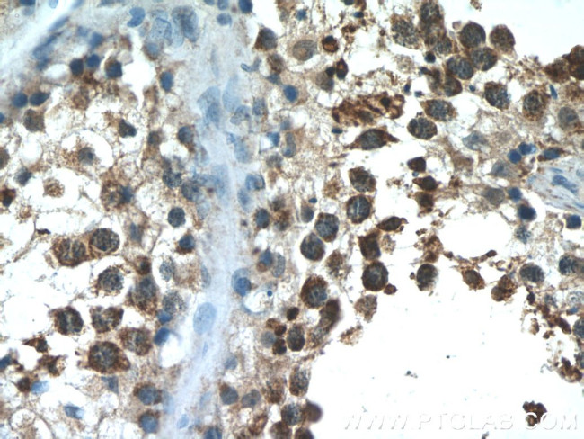 NPFFR2 Antibody in Immunohistochemistry (Paraffin) (IHC (P))