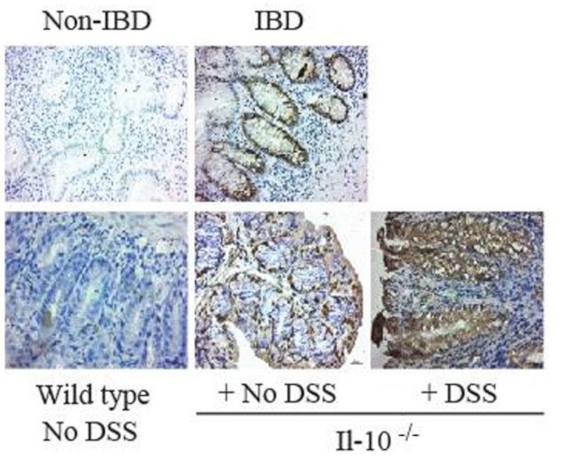 RIPK2 Antibody in Immunohistochemistry (IHC)