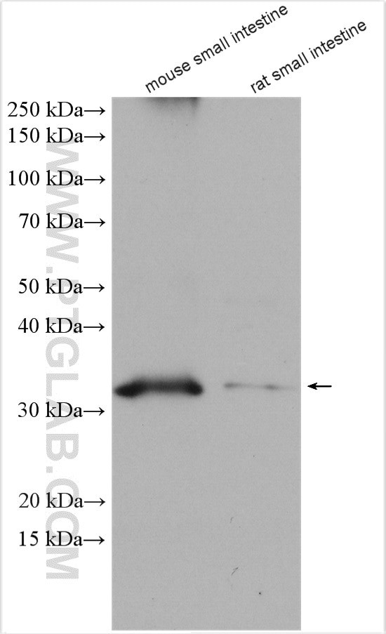 MOGAT2 Antibody in Western Blot (WB)