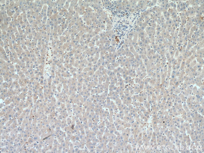 AFMID Antibody in Immunohistochemistry (Paraffin) (IHC (P))