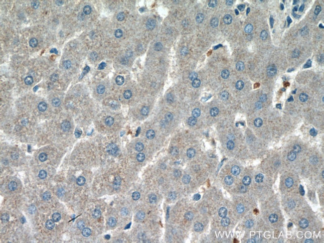 AFMID Antibody in Immunohistochemistry (Paraffin) (IHC (P))