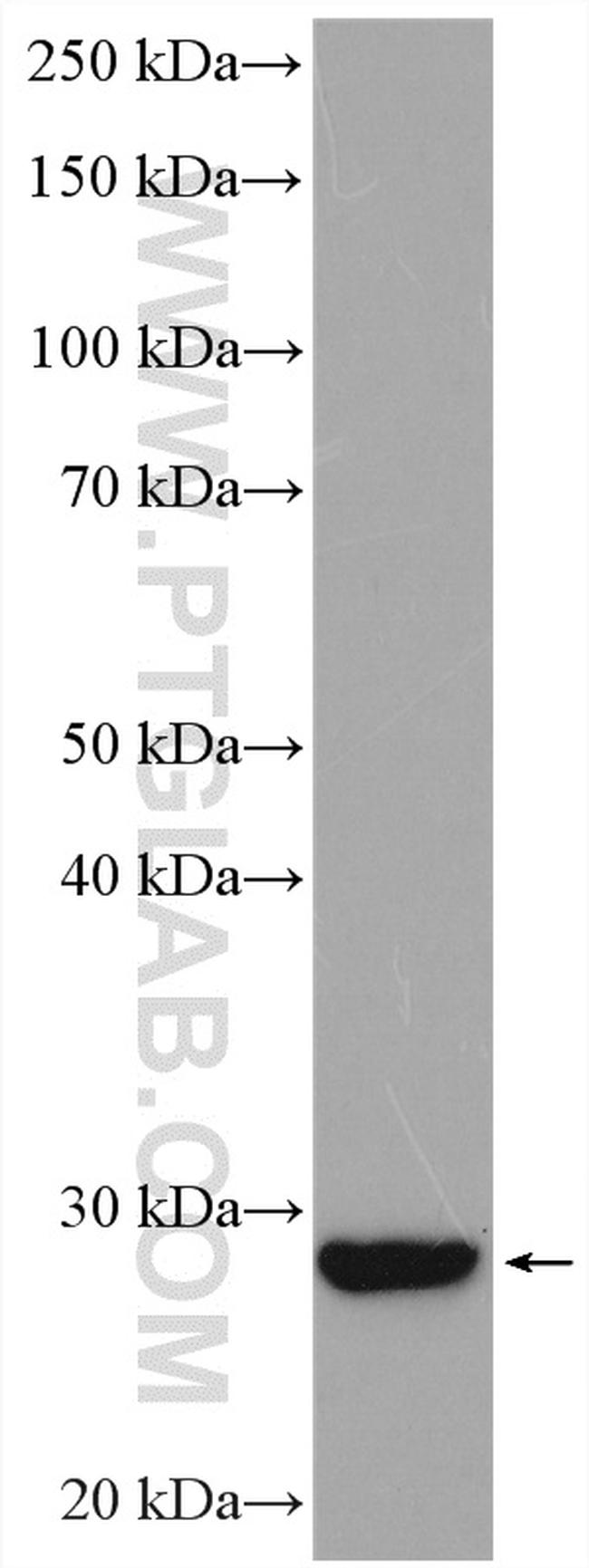 AFMID Antibody in Western Blot (WB)