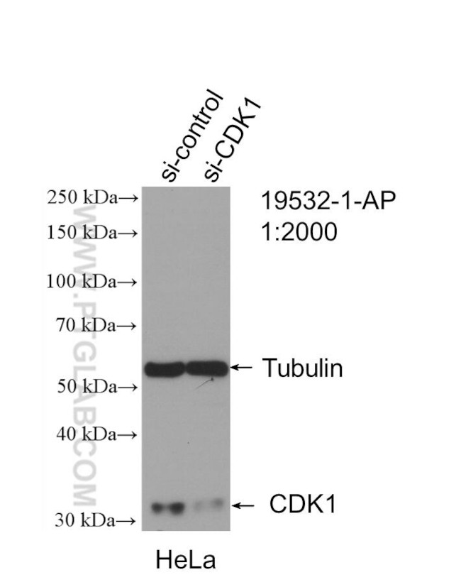 CDK1 Antibody in Western Blot (WB)