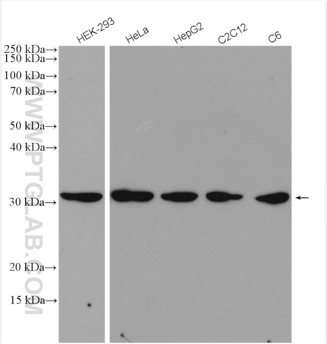 CDK1 Antibody in Western Blot (WB)